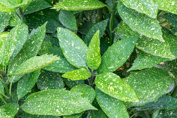 multicolored shrub leaves close-up as a background