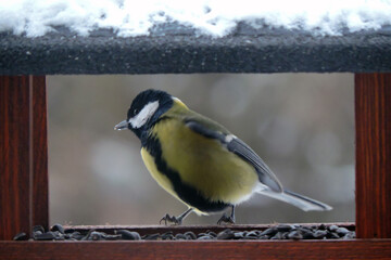 The male great tit sitting in a wooden bird feeder, some snow on the roof, wooden frame, blurred background