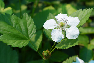 Blackberry flowers in the garden, Beautiful in spring bloom garden. Blackberry bush with white flowers, Blossoming blackberry bush and bee, sunny spring day, Chakwal, Punjab, Pakistan