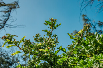 Chenopodiastrum murale(Chenopodium murale)is a species of plant in the family Amaranthaceae. nettle-leaved goosefoot, Australian-spinach, salt-green, sowbane.  Mokulē‘ia Army Beach，Oahu Hawaii