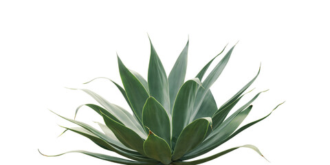 Agave attenuata, Fox Tail Agave Plant Isolated on White Backgrou - obrazy, fototapety, plakaty