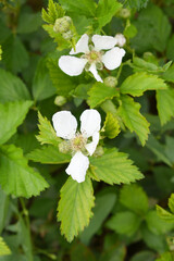 Blackberry flowers in the garden, Beautiful in spring bloom garden. Blackberry bush with white...