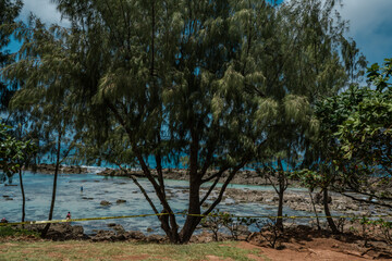  Shark’s Cove Oahu Hawaii. Casuarina equisetifolia, coastal she-oak, horsetail she-oak, ironwood,...
