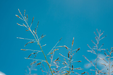  Shark’s Cove North Shore Oahu Hawaii. Eragrostis pilosa is a species of grass in the family Poaceae. Indian lovegrass, Jersey love-grass, hairy love grass, small tufted lovegrass, and soft lovegrass.