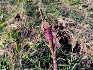 Grafting trees. The photo shows a branch of a tree on which a different type of tree is grafted and wound with a red thread. The subject of gardening and garden care. Fruit trees in the garden.