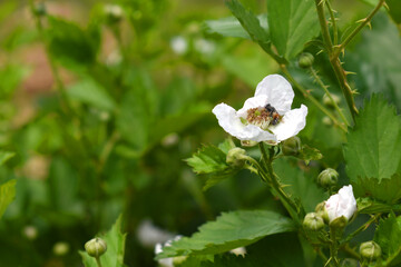 Blackberry flowers in the garden, Beautiful in spring bloom garden. Blackberry bush with white...