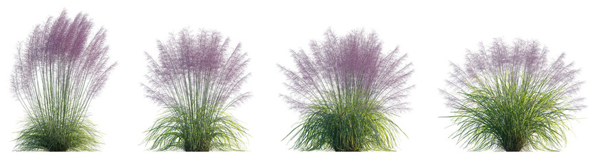 Pink Muhly Grass (Muhlenbergia capillaris, Gulf Muhly, Hairgrass, Mule Grass, Pink Hair Grass, Purple Muhly) set isolated frontal png on a transparent background perfectly cutout