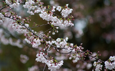 cherry blossom in spring