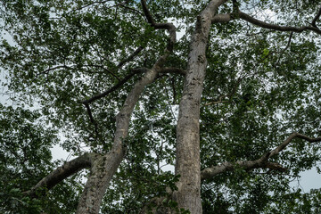 Pterocarpus tinctorius，Pterocarpus is a pantropical genus of trees in the family Fabaceae. padauk。 mukwa or narra. African rosewood。Hoʻomaluhia Botanical Garden Oahu Hawaii