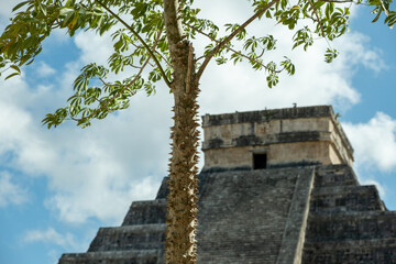 Drzewa Meksyku uchwycone podczas wyprawy wakacyjnej  - obrazy, fototapety, plakaty