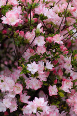 pink blossom in spring