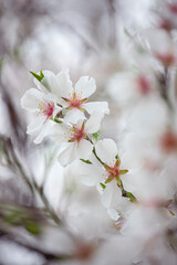   blooming branch with almond flowers. gentle photo in pastel pale colors. soft background.