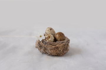 Bird's nest with eggs and white cherry blossom on a gray background. spring background.