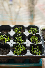  sprouting sprouts of seedlings in a plastic container on the window of the house.
