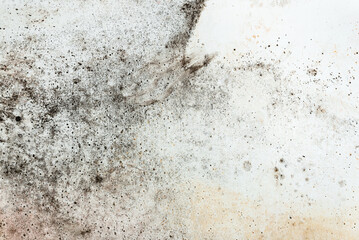Development of mildew under wallpaper in corner of old house.