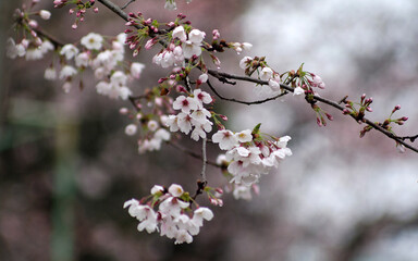 cherry blossom in spring