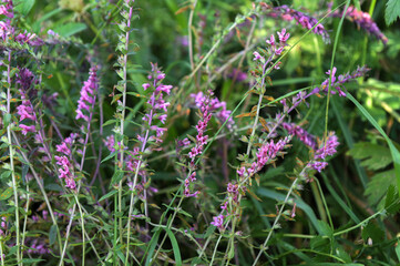 Close up of a red bartsia (odonites vernus) flower in bloom