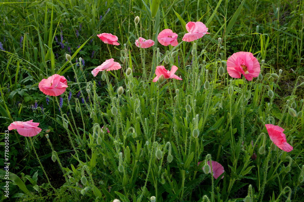 Sticker Pink Poppy Flowers