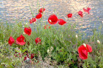 poppies of the riverside