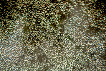 pattern of air bubbles