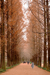 Metasequoia and Road