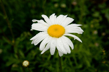 Obraz premium daisy in the grass