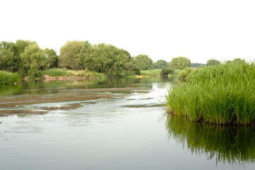 Fototapeta premium a summer river