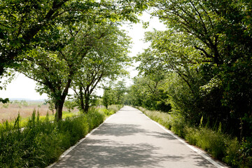 Cherry Trees and Road