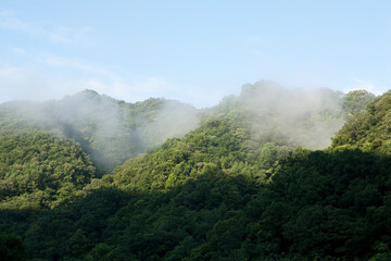 misty morning in the mountains