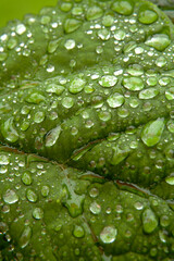 water drops on leaf