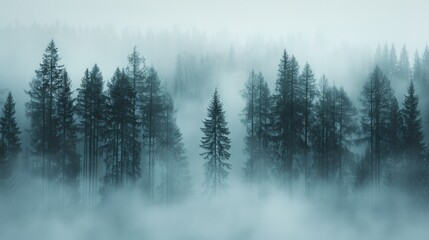 A minimalist photograph of a misty forest, with tall trees fading into the fog and soft
