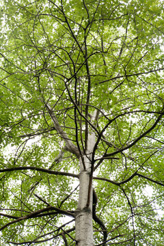 summer poplar tree
