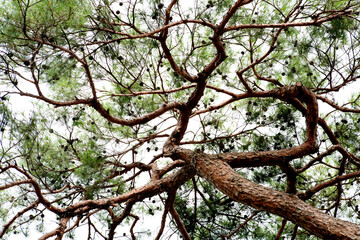 Fototapeta premium a pine tree in summer