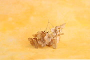 Dried flower Hydrangea on orange watercolor background.  Abstract withered delicate hortensia flowers.