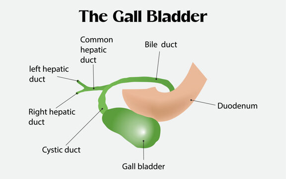 The Gall Bladder: The Gall Bladder Labeled Diagram
