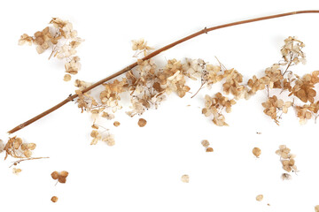 Dried flower Hydrangea isolated on white background.  Withered delicate hortensia flower.