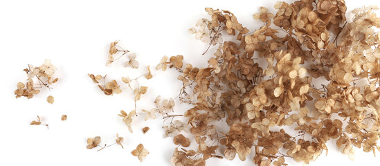 Dried flower Hydrangea isolated on white background.  Banner of withered delicate hortensia flower.