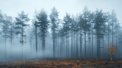 Obraz premium A minimalist photograph capturing a misty forest, where tall trees fade into the fog