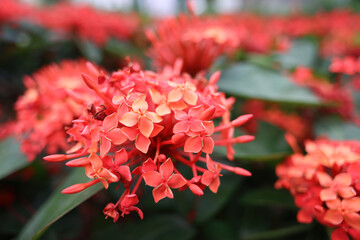 a Red spike flower blooming in garden