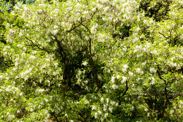 Fototapeta na wymiar acacia in full bloom