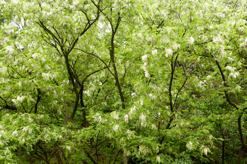 acacia in full bloom