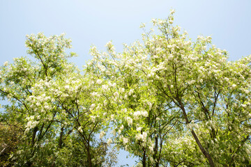 acacia in full bloom