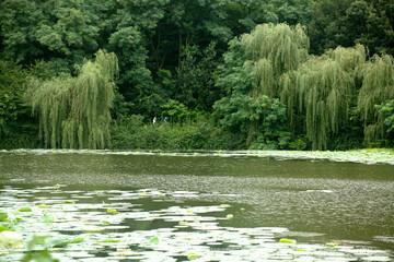 Forest and Pond in May