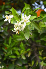Naklejka premium Blossoming orange tree, Valencia orange and orange blossoms, Spring harvest, closeup of Orange tree branches with flowers, buds and leaves, Chakwal, Punjab, Pakistan