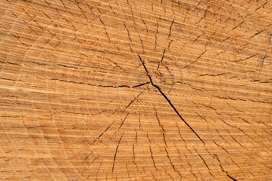 Textura de um tronco de madeira com algumas rachaduras sobre a superfície
