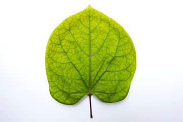 Obraz premium green leaf texture