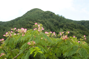 silk tree and mountain