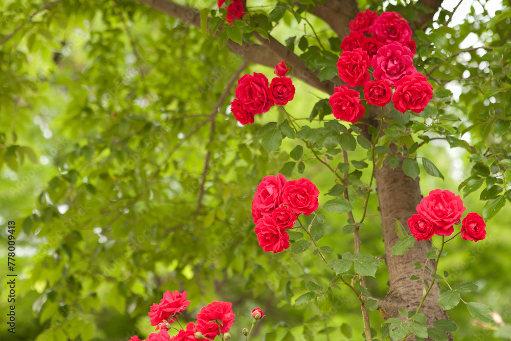 Wall mural roses in may