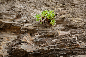 plant that grows in rock face