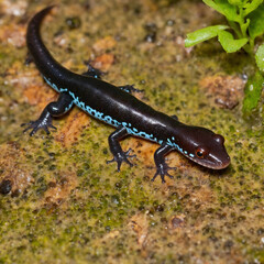 Salamander